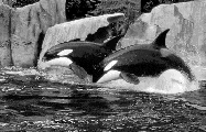 2KILLERWHALES.JPG