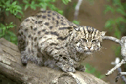 bobcat.jpg