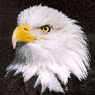 BALDEAGLE11.jpg