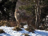 Coyote-SnowHill.jpg