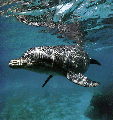 DOLPHIN03.JPG