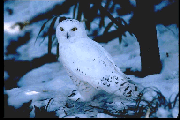 SNOWY-OWL.JPG