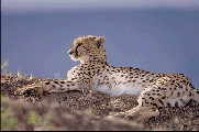 cheeta43.jpg