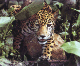 jaguar.jpg