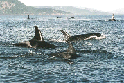 orca10.jpg